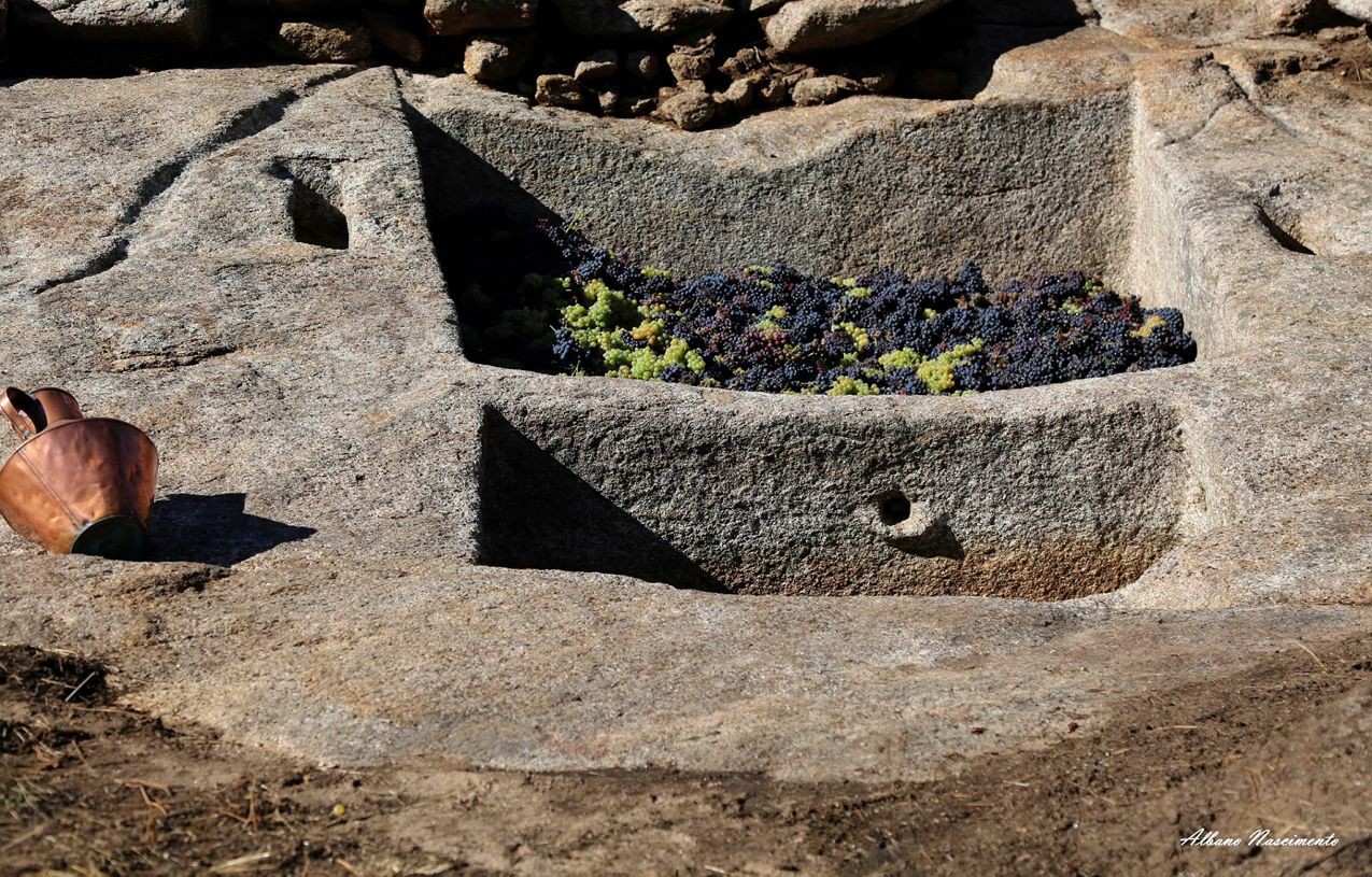 Valpaços recupera método ancestral e produz vinho num lagar rupestre