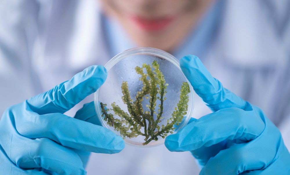 Universidade do Porto e UTAD lançam curso de Engenharia e Biotecnologia Florestal