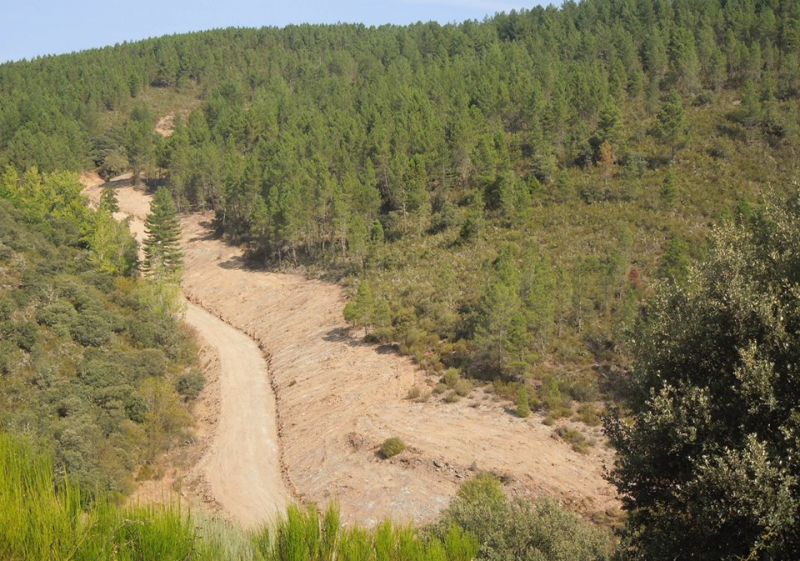 Cinco novos agrupamentos de baldios gerem 13.000 hectares de floresta no Norte