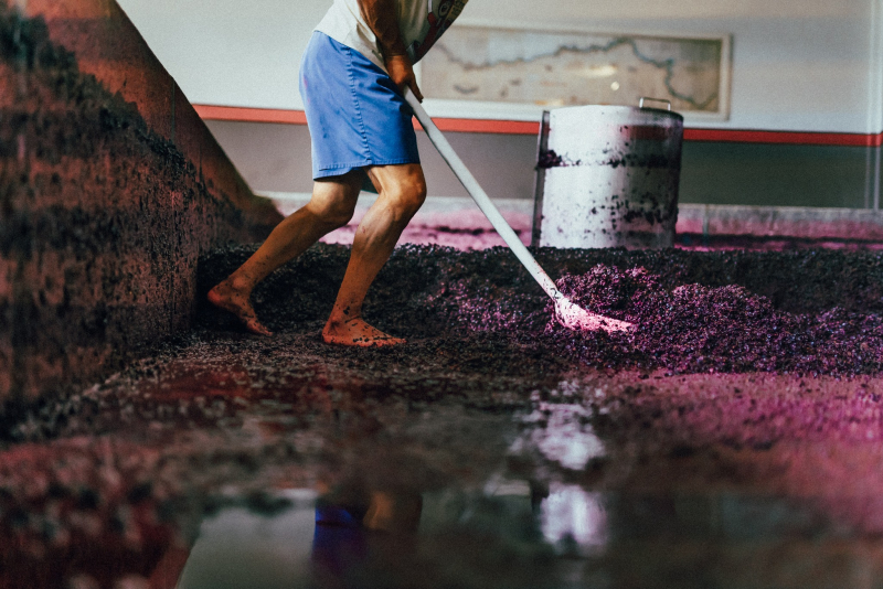 Petição reclama implementação urgente de medidas de apoio à viticultura do Douro