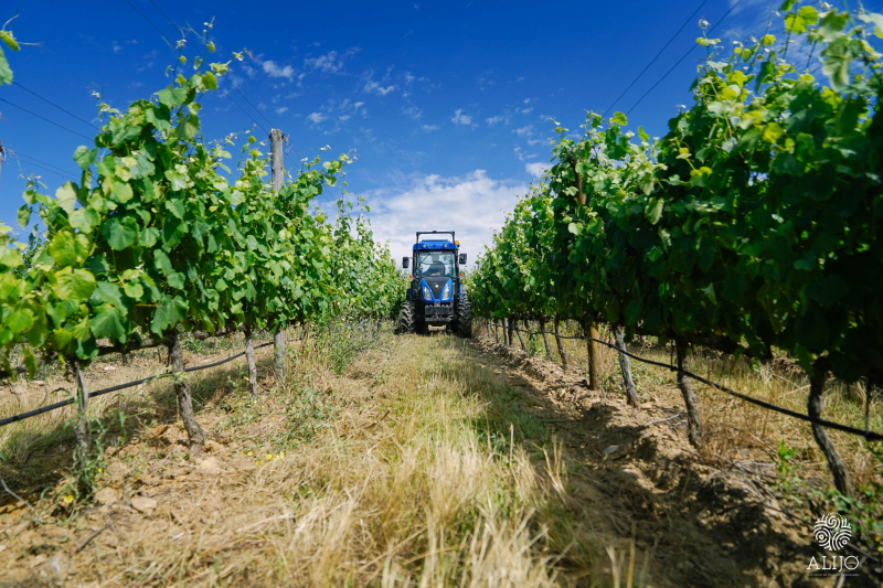 Produção de vinho no Douro poderá diminuir 20% nesta vindima