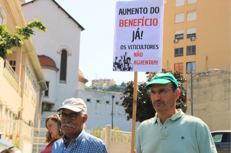 CNA exige medidas do Governo após anúncio de corte na produção de vinho do Porto