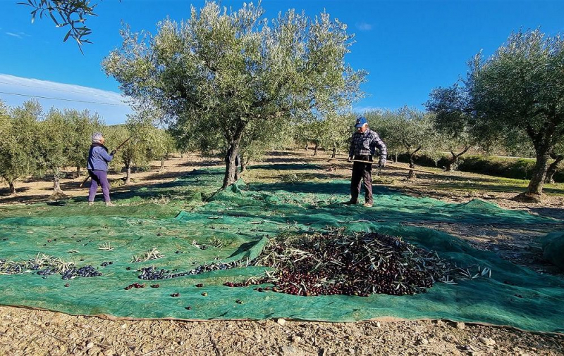 Produção de azeite em 2024 com 2.ª campanha mais produtiva de sempre e amêndoa bate recorde
