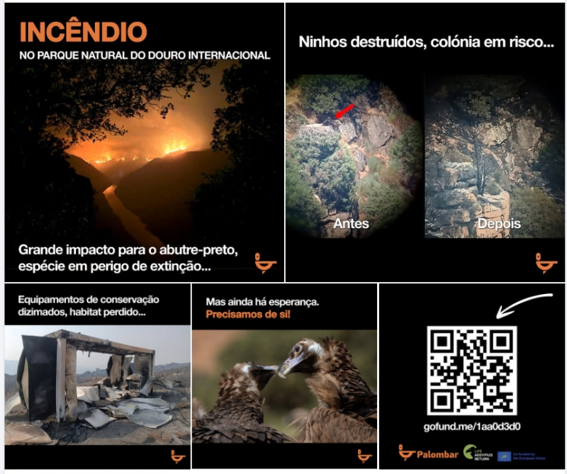 Fogo deixou forte impacto na colónia de abutre-preto, há a confirmação uma cria morta até ao momento