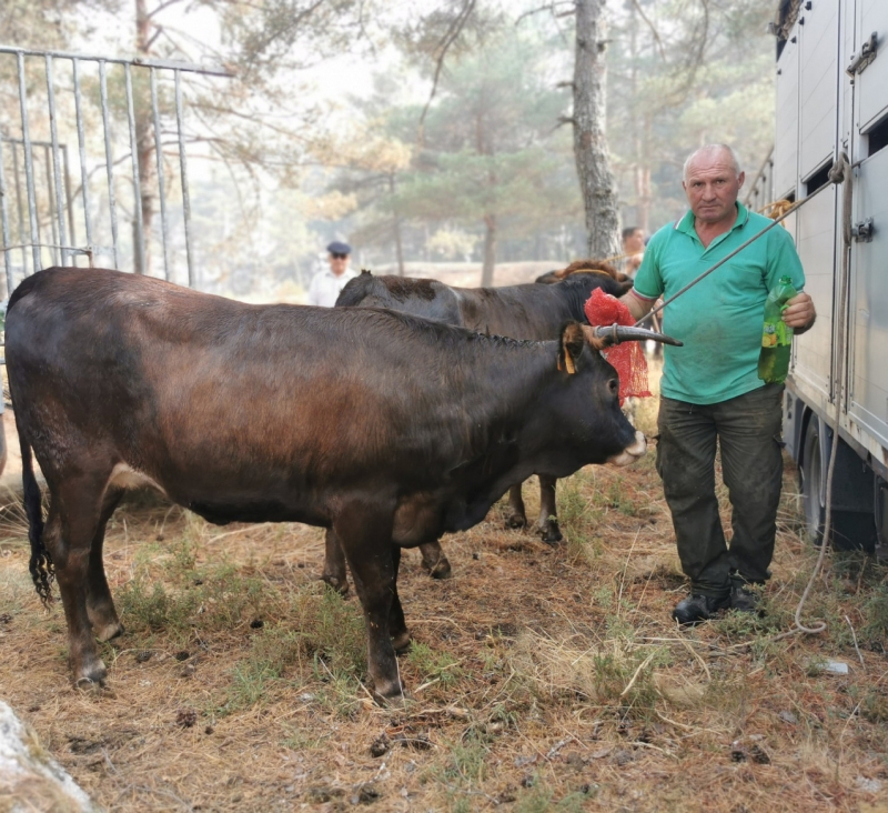 Produtores da serra do Alvão recebem ajuda para alimentar vacas maronesas