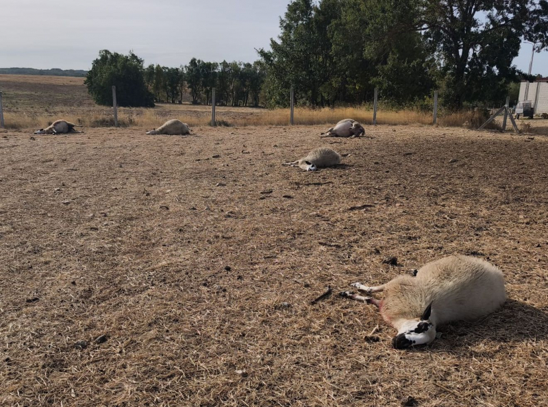 Ataque de lobos em Miranda do Douro deixa dez animais mortos e 12 feridos