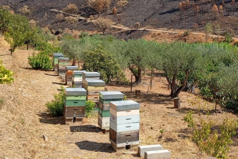 Agricultores de Alfândega da Fé começam a salvar terras ardidas com apoio do Governo