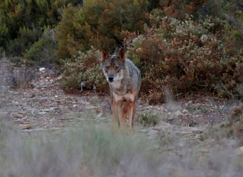 Lobos matam 21 ovelhas e cordeiros e deixam nove animais feridos em Miranda Douro