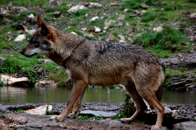 Lobos matam três ovelhas e deixam sete feridas em Vilar Seco, Vimioso