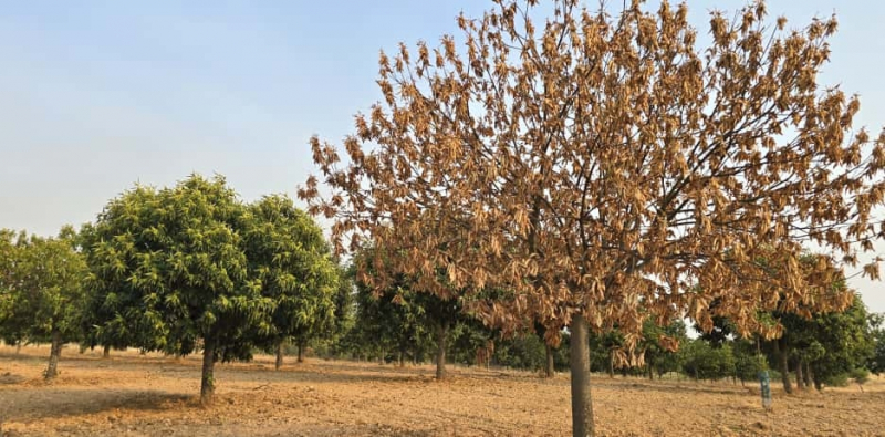 Plantação de castanheiros aumenta em Vinhais mas campanha está atrasada
