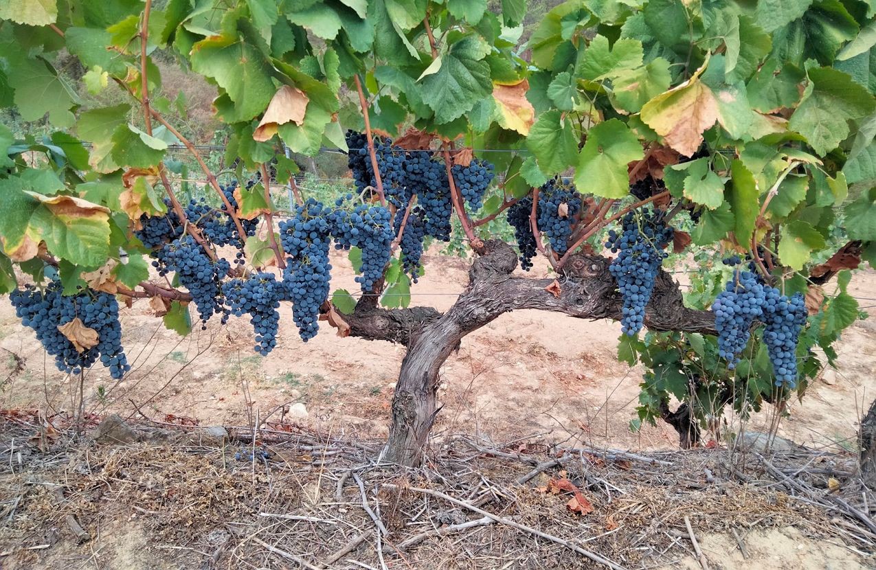 Projeto G.O.T.A. sensibiliza viticultores do Douro para gestão eficiente da água