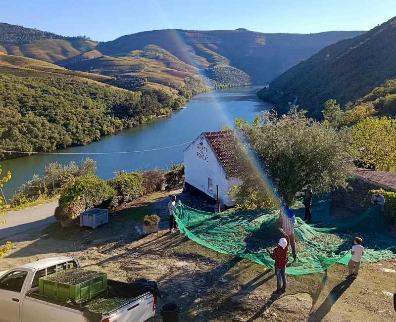 Douro lança rota turística para valorizar azeite, produtores e Património Mundial