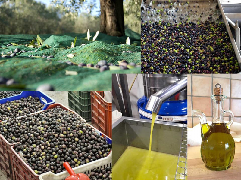 Produção de azeitona cai 30% em Trás-os-Montes mas nalgumas zonas chega aos 50%