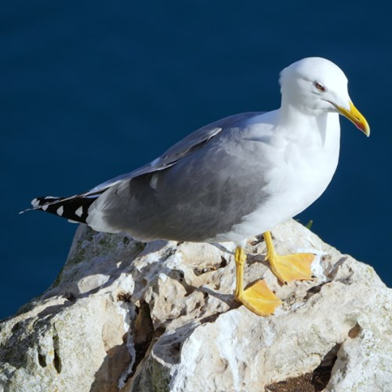 Gripe das aves detetada em Vila Real