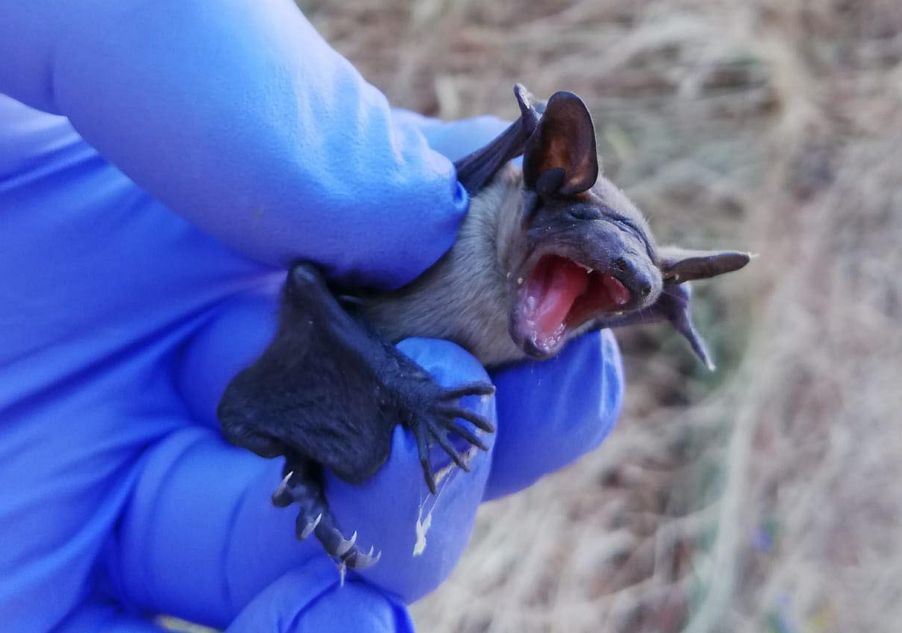 Morcegos revelaram-se eficazes contra 116 espécies de pragas no Vale do Tua