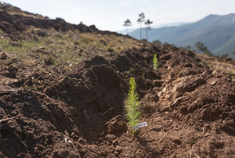 ICNF prepara projetos de reabilitação e restauro da área ardida no Alvão