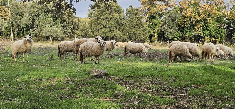Produtores dizem que ataques do lobo ibérico ameaçam raças autóctones