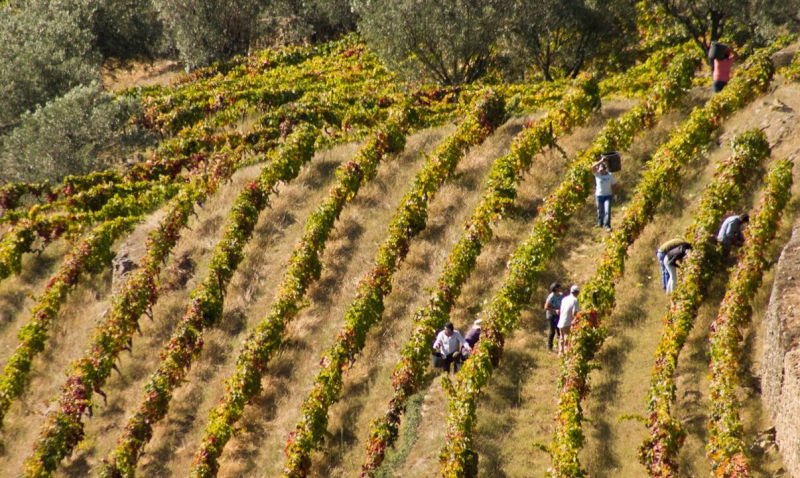 Aumentos "absurdos" dos custos de produção preocupam viticultores do Douro