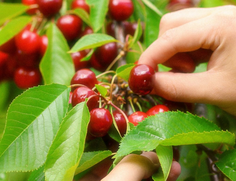 Chuva deitou por água abaixo produção de cereja em aldeia de Macedo de Cavaleiros