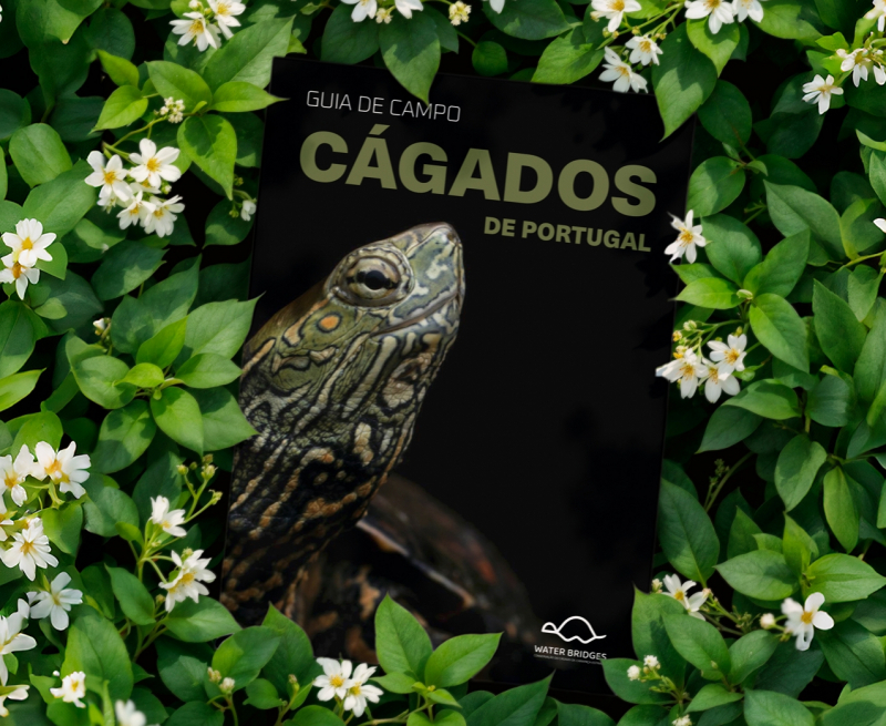 Associação Palombar lança primeiro guia de campo dedicado aos cágados em Portugal