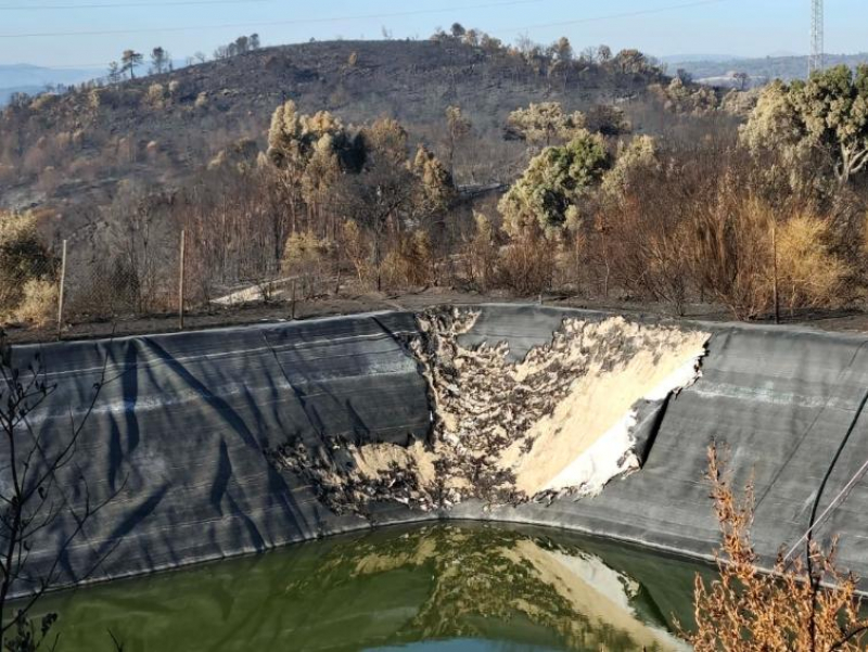 Fogo arassa produção de mírtilos e destrói 12 anos de trabalho