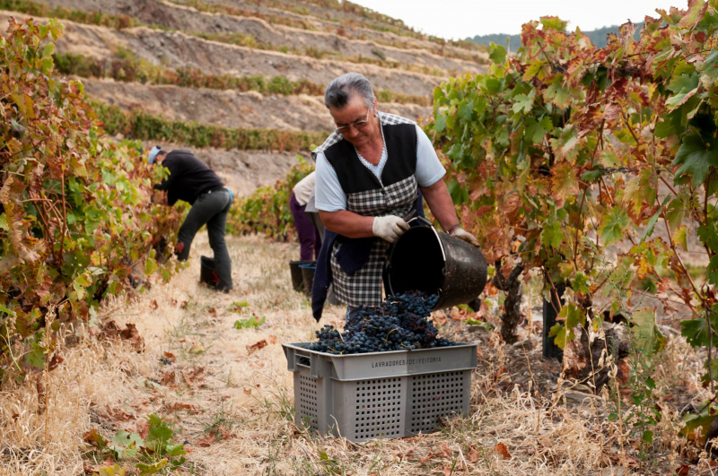 Vindima antecipada no Douro em ano que se prevê aumento de produção