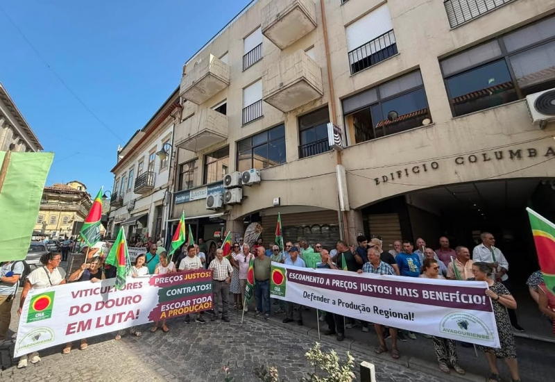Viticultores do Douro manifestam-se por escoamento das uvas e preços justos