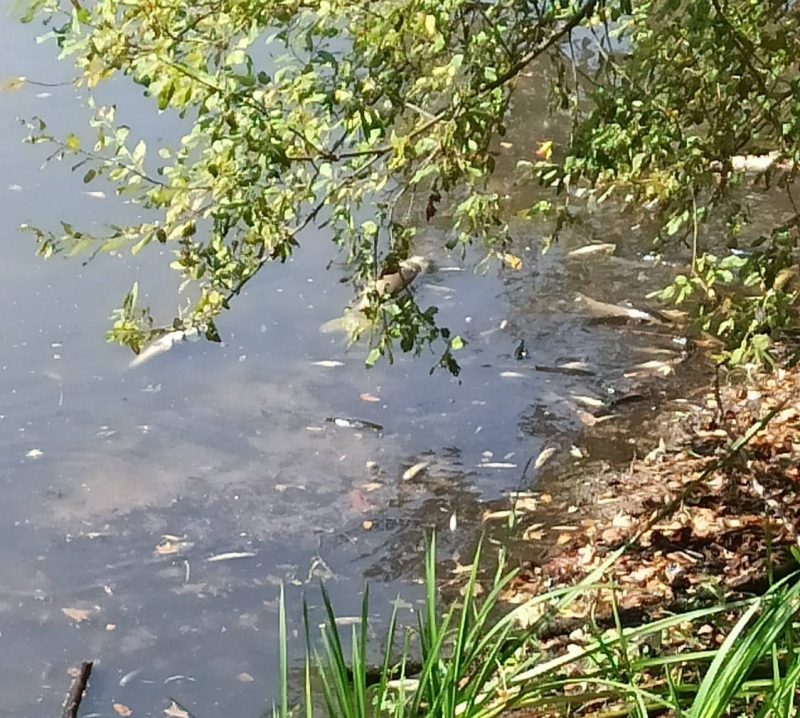 GNR investiga aparecimento de peixes mortos no rio Corgo em Vila Real