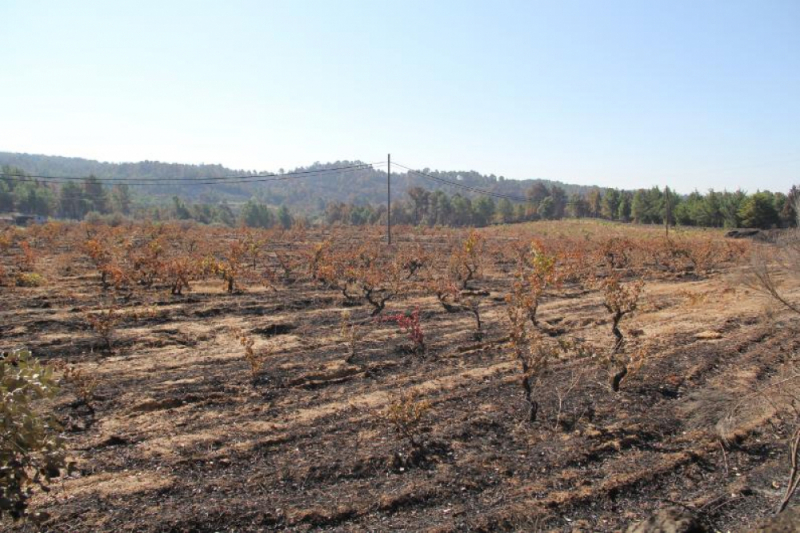 Governo reconhece fogos de Vouzela e Valpaços como catástrofe natural