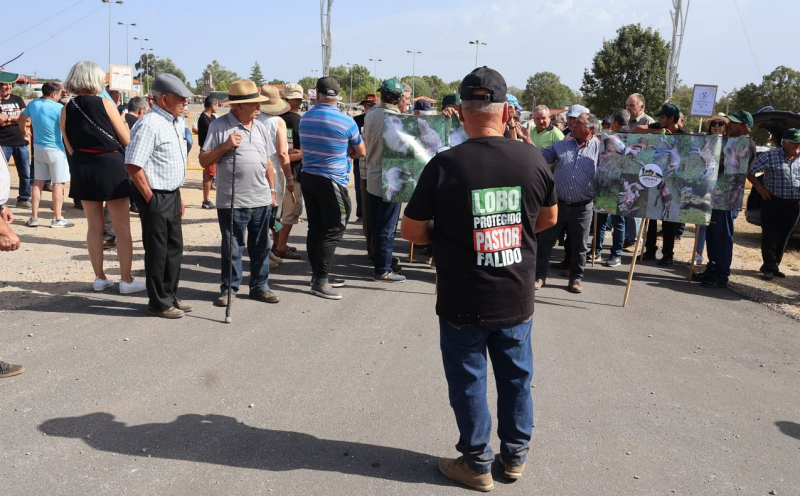 Pastores reclamam pagamentos atempados face a ataques de lobos