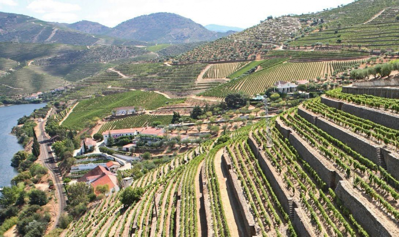 Prodouro quer critério para apoiar viticultores definido pela CCDR e não pela área