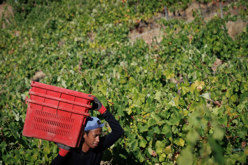 Vindima de dificuldades no Douro, uvas por colher e venda sem preço
