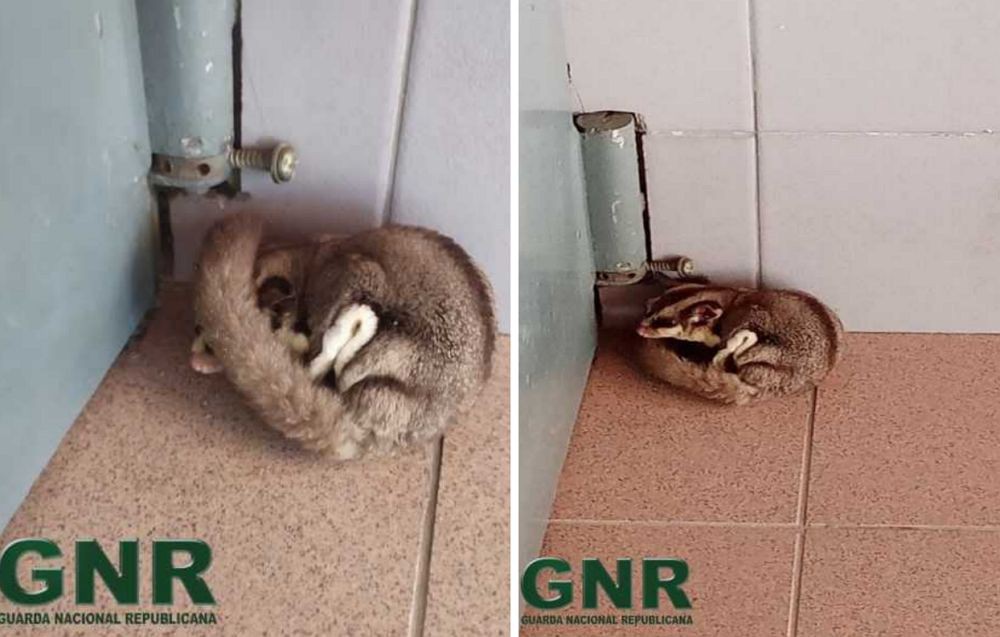 GNR resgata animal exótico petauro-do-açucar em Vila Real