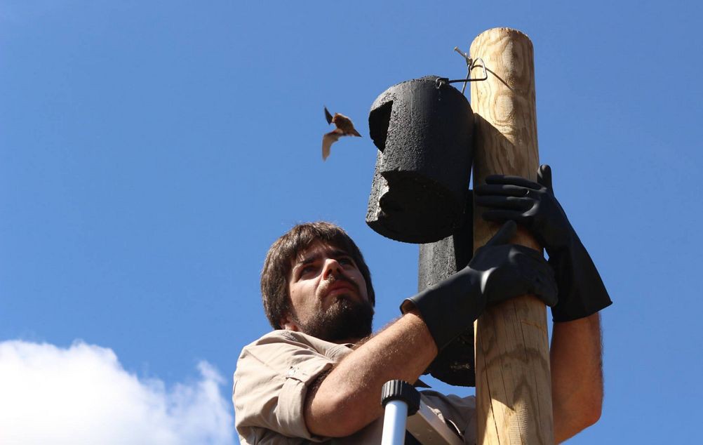 Morcegos reduziram pragas nas culturas do Vale do Tua