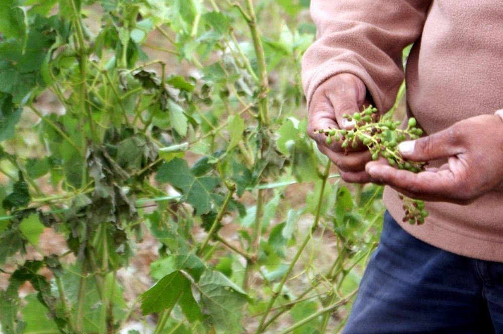 Viticultores do Douro querem implementar método que evita granizo