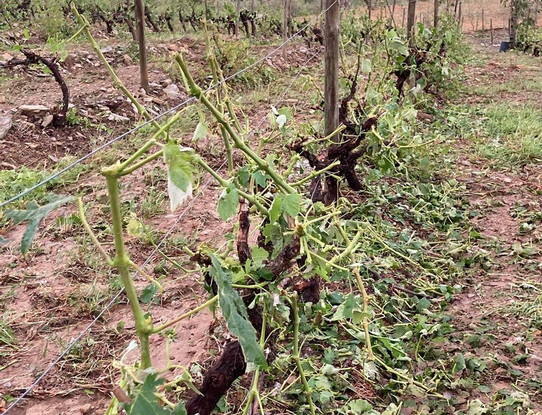 Granizo atingou cerca de 60% das vinhas de duas aldeias de Vila Real