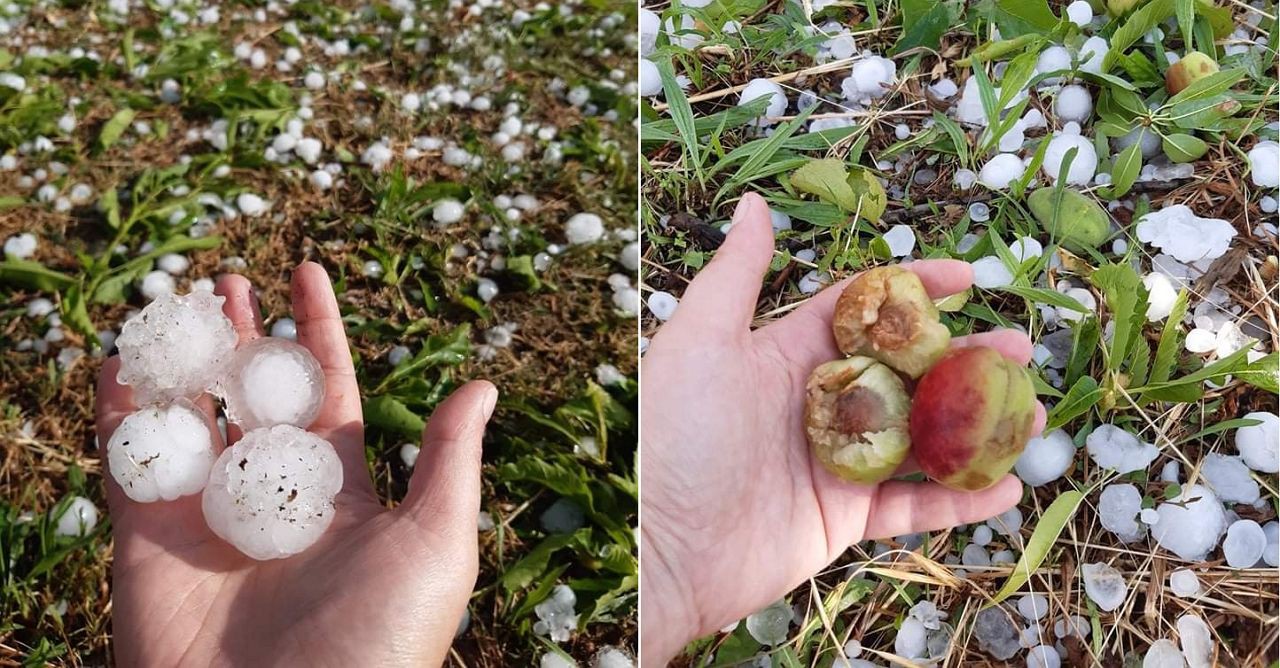 Viticultores de Vila Real dizem que granizo comprometeu vindimas