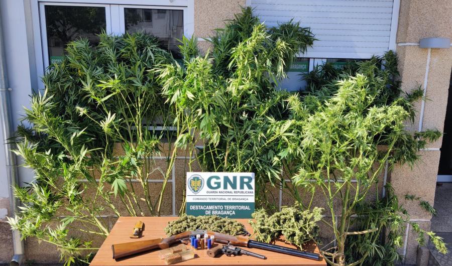 GNR de Bragança deteve homem na posse de droga e armas