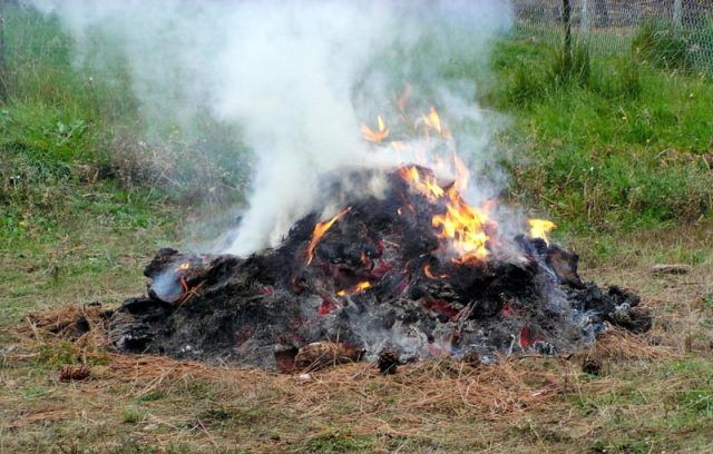 Dois detidos por queima que originou fogo florestal em Bragança