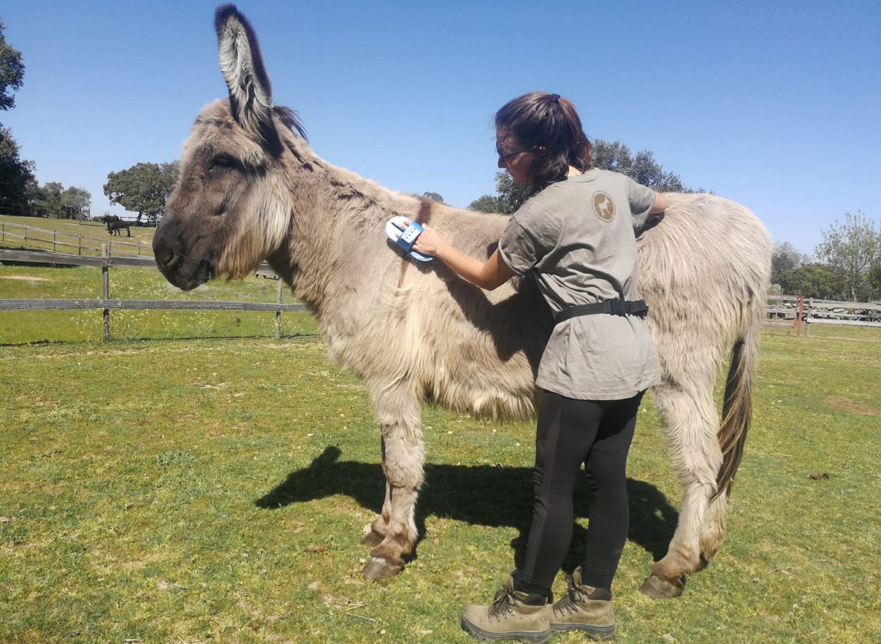 Campanha de Apadrinhamento do Burro de Miranda “11 Burros, 11 Destinos”