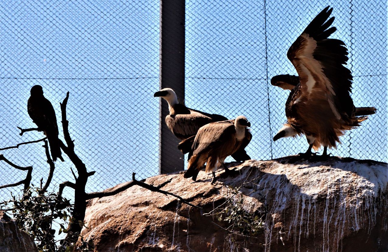 Centro de recuperação do Baixo Sabor já recuperou e devolveu à natureza 250 aves