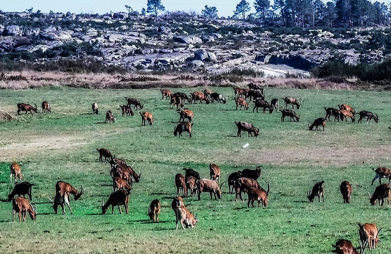 Produtores de cabrito de raças autóctones perspetivam boas vendas na Páscoa