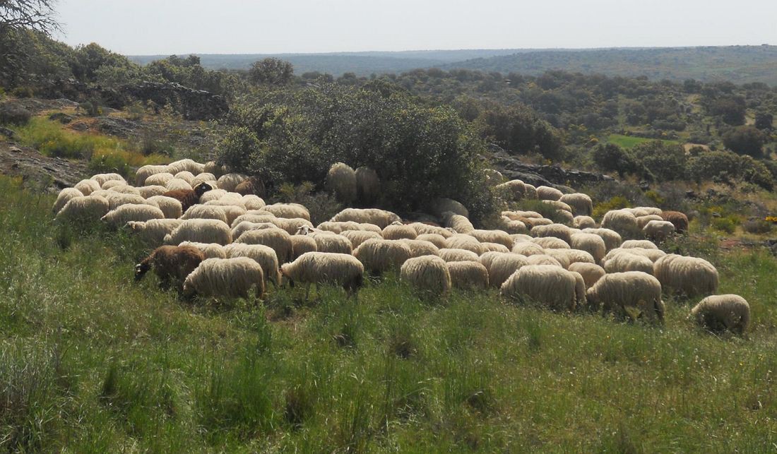 Produtores de cordeiro mirandês reinventam-se para escoar o produto na Páscoa