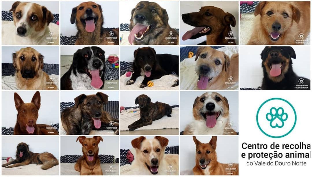 Campanha visa adoção de animais no Douro Norte para recolher mais cães e gatos