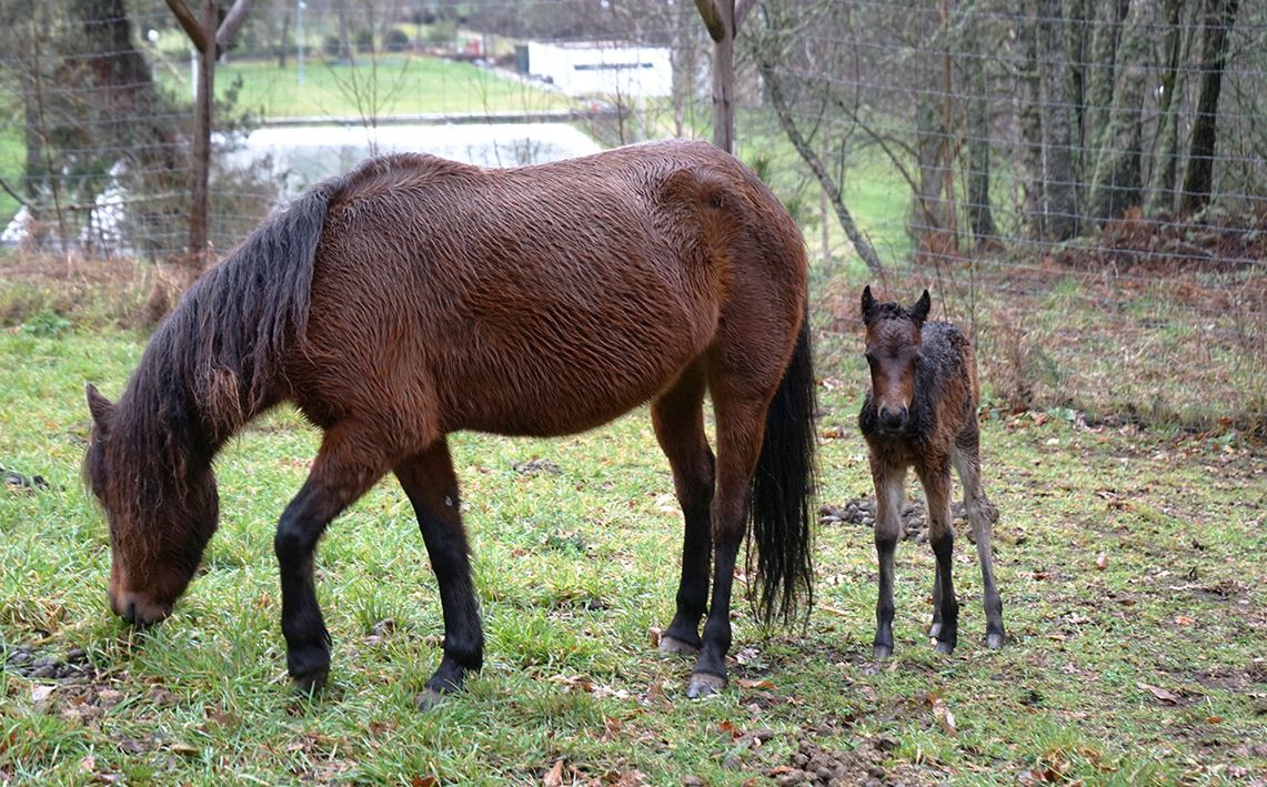 A quinta pedagógica do Boticas Parque tem um novo habitante