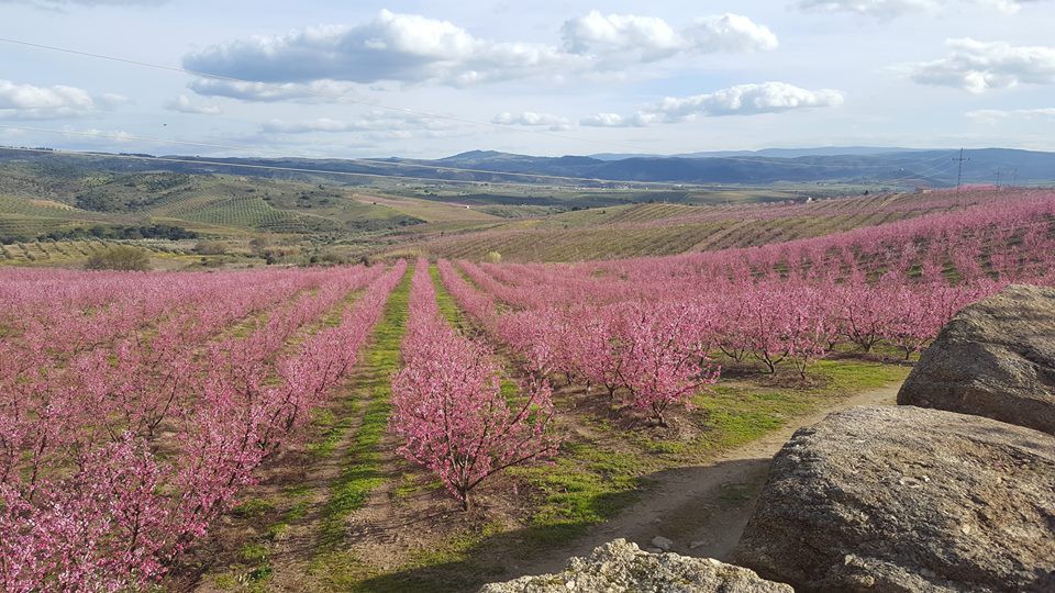 Douro Superior promete festa de "arromba" para celebrar a Flor da Amendoeira em 2022
