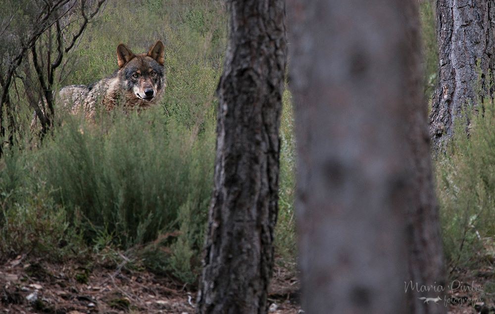 Instituto da Natureza diz que foram recolhidos 118 lobos mortos desde 1999