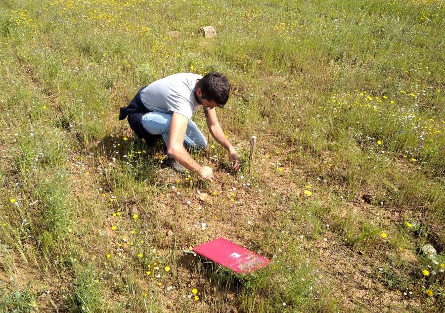 Estudo mostra redução significativa de coelho-bravo no território transmontano