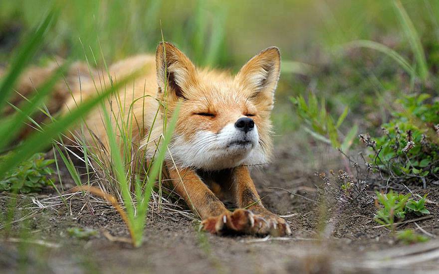 Salvou uma raposa e ganhou companhia diária ao jantar em Oleiros