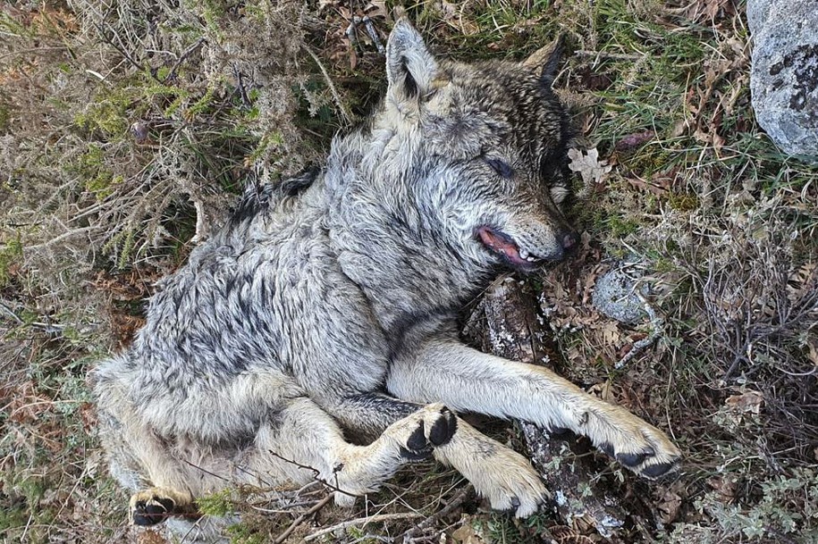ICNF comunicou ao Ministério Público a morte de dois lobos